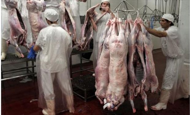 La primera faena de corderos del compartimiento ovino fue todo un éxito. Foto: El País