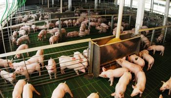 Boom de carne porcina: récord de consumo y producción