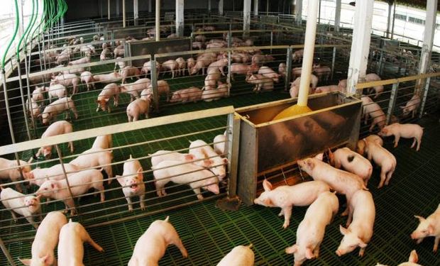 Consumo de carne de cerdo trepó 10% en 2015.