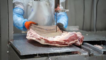 ¿Cómo se produce la carne? El paso a paso y los actores detrás del circuito productivo
