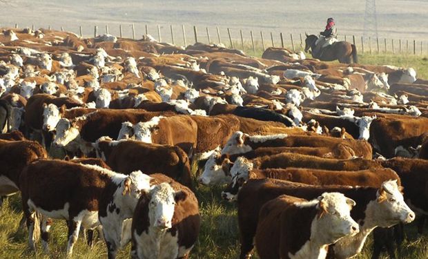 Carne: festejan en Uruguay el cierre argentino, pero solo en el corto plazo por la "distorsión" que genera en el mercado