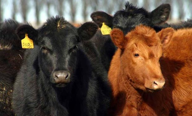 Venderán carne uruguaya por Internet en EE.UU.