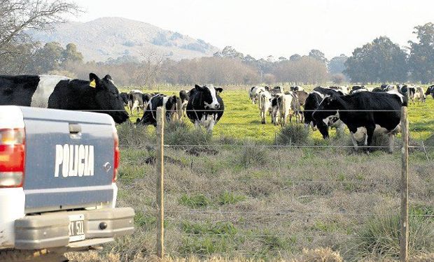 Alertan que en lo que va del año se faenaron ilegalmente entre 30 y 40 animales y se robaron una veintena.