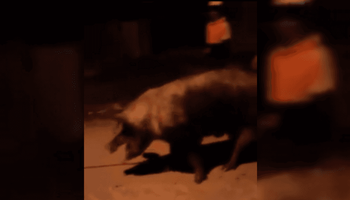 "Es una salvajada lo que hicieron": carnearon en la calle a un chancho robado de un centro de zooterapia