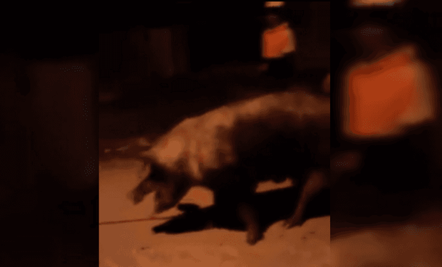 "Es una salvajada lo que hicieron": carnearon en la calle a un chancho robado de un centro de zooterapia