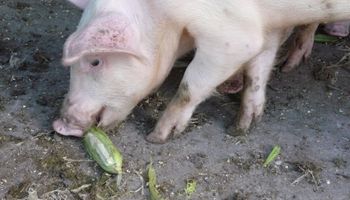 Los cerdos comen en dólares pero se venden en pesos