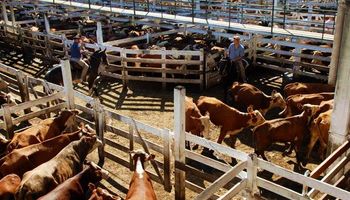 En marzo se lanza un nuevo sistema de precios de referencia para la hacienda bovina