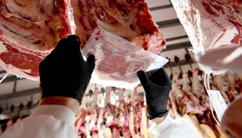 Menos carne: caería un 7 % el volumen volcado al consumo local