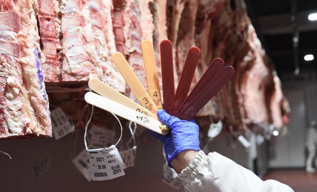 Los frigoríficos adoptan la tipificación bovina y ya se aplica en el 95 % de la faena