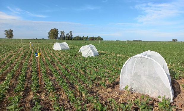 Carpa de exclusión en lote de soja de 2da (derecha) y pantraps (izquierda).