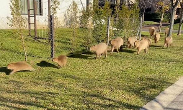 Qué pasó con los carpinchos de Nordelta