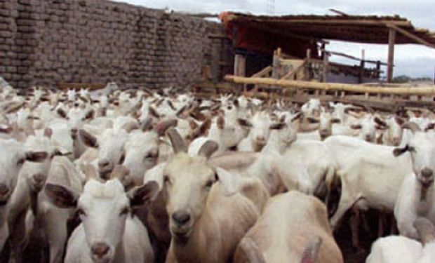 Primera carga de caprinos faenados en el norte de Santa Fe