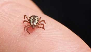 Brasil atualiza para 53 casos e oito mortes por febre maculosa em 2023