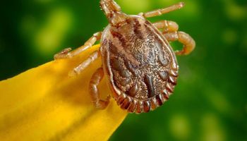 Brasil registra 49 casos e sete mortes por febre maculosa em 2023