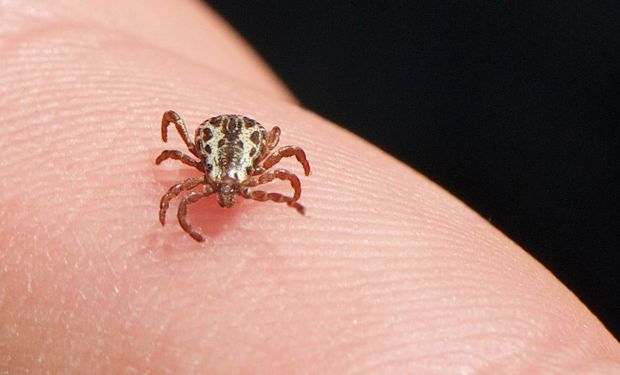 Febre maculosa é uma doença infecciosa causada por uma bactéria transmitida pela picada de carrapato. Foto: Jerry Kirkhart/Wikimedia