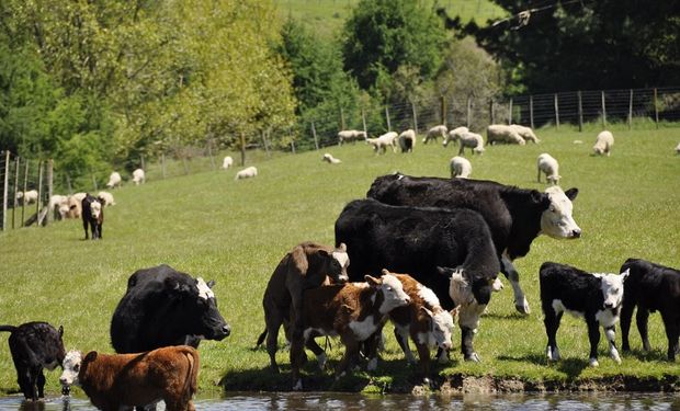 Alguns casos na pecuária do Rio Grande do Sul têm resistência a 100% dos princípios ativos de carrapaticidas tradicionais. (foto - Decoy)