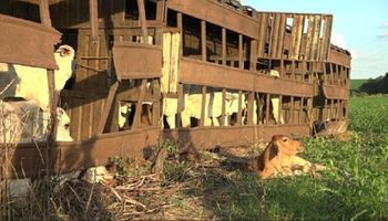 Populares furtam bovinos de carreta tombada em acidente no Mato Grosso