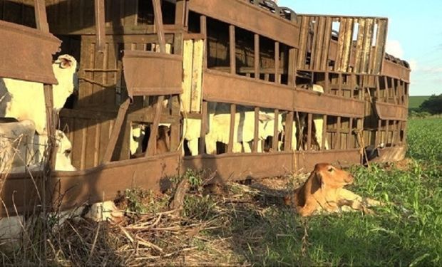Populares furtam bovinos de carreta tombada em acidente no Mato Grosso