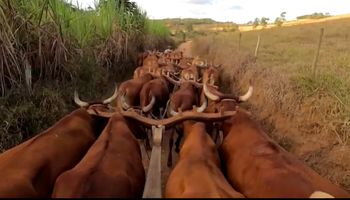 Do sonho à realidade: produtor de MG constrói o "maior carro de boi do mundo" puxado por 20 animais