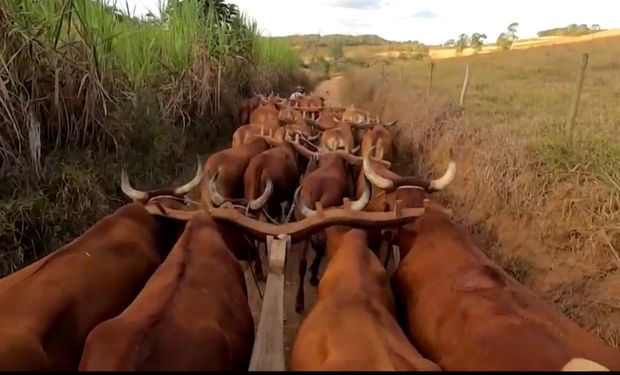 Do sonho à realidade: produtor de MG constrói o "maior carro de boi do mundo" puxado por 20 animais