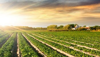 Innovación agrícola y cambio climático