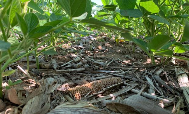Carryover de herbicidas: consejos frente a un riesgo que se asocia a los años secos
