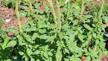 Caruru-gigante acende alerta no Sul e leva RS a iniciar força-tarefa