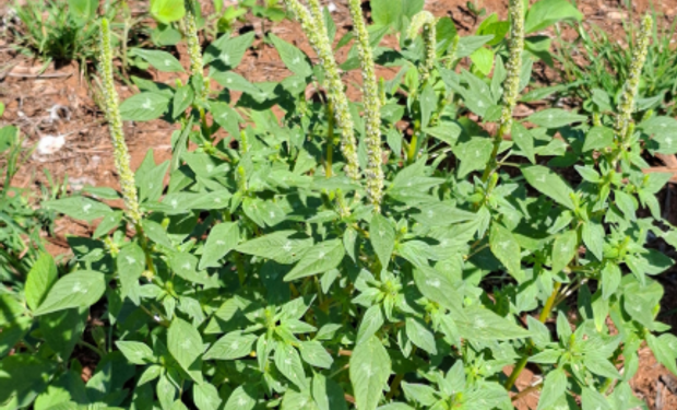 Caruru-gigante acende alerta no Sul e leva RS a iniciar força-tarefa