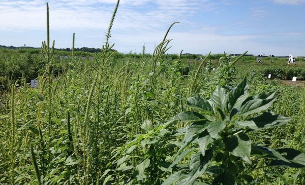 Caruru-gigante acende alerta no Sul