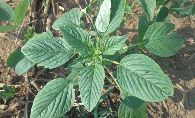 A planta é facilmente confundida com outras espécies de caruru, comuns no Brasil. (Foto: Fernanda Ikeda/Embrapa)