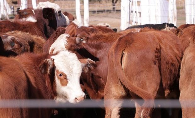 La casa consignataria que cumple 40 años y lo festeja con un remate especial en el corazón de la pampa húmeda