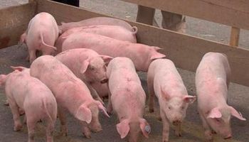 Argentina está cerca de lograr el autoabastecimiento de carne de cerdo