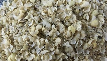 Al rescate de la cascarilla de soja: un valioso residuo agrícola