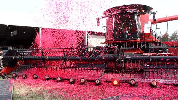 CASE IH COSECHA
