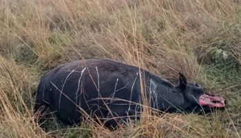 ¿Estamos solos? La vaca que apareció mutilada en Goya y reavivó un misterio que intriga al campo argentino