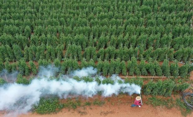 Agricultores paulistas buscam proteger plantações das geadas