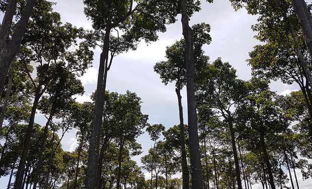 Por sua longevidade, as castanheiras armazenam carbono por um longo período: entre 300 e 400 anos. (Foto - Renata Silva/Embrapa)