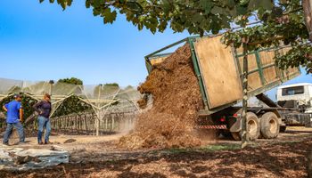 Terra da Uva aposta no “cavaco verde” para recuperar solo e fortalecer produção agrícola