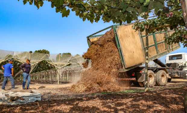 Terra da Uva aposta no “cavaco verde” para recuperar solo e fortalecer produção agrícola
