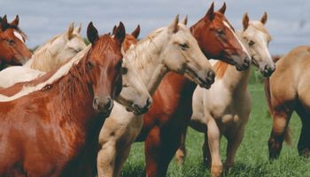 No ‘turfe’ de equinos, Quarto de Milha está na frente no Brasil