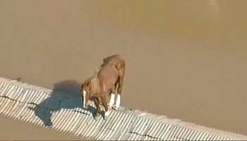 Ilhado por inundação, cavalo resiste por dias em cima de telhado