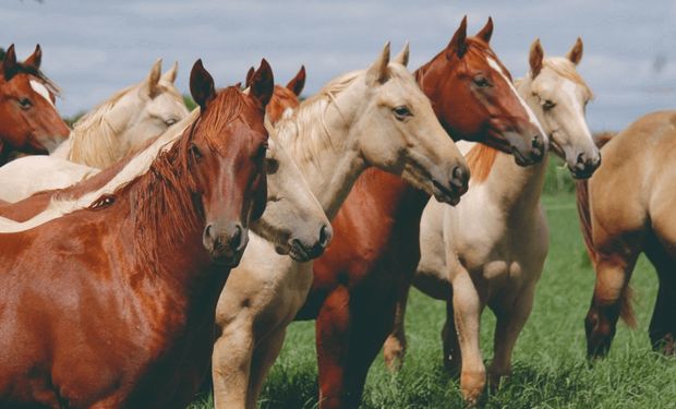 Cavalo de frente