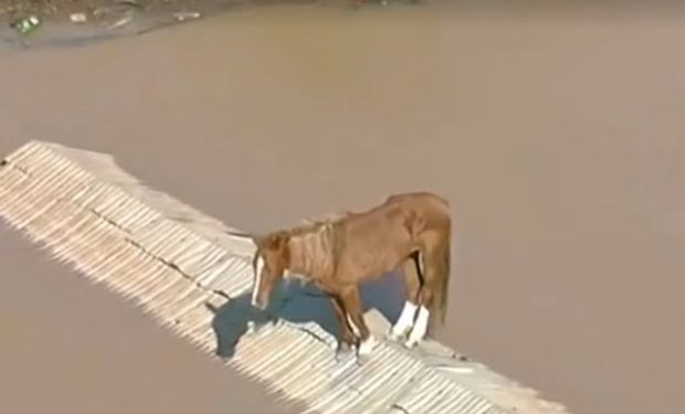 Cavalo é flagrado ilhado em telhado cercado por água no RS