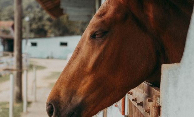 Problemas digestivos podem causar dor intensa e até a morte dos cavalos, que chegam a valer milhões de reais. (foto - Emmaus Studio/Unsplash)