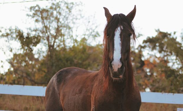 MATANDO CAVALO PARA FAZER CARNE SECA PASSO A PASSO. 