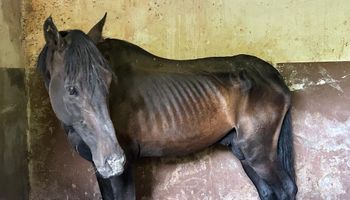 Polícia resgata 14 cavalos em situação de maus-tratos em sítio em Jundiaí