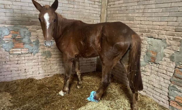 Prefeitura de Porto Alegre dá prazo para donos buscarem cavalos resgatados na enchente