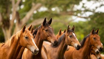 MG sacrifica 20 cavalos por surto de doença infecciosa