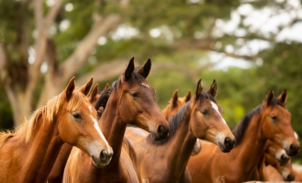 MG sacrifica 20 cavalos por surto de doença infecciosa