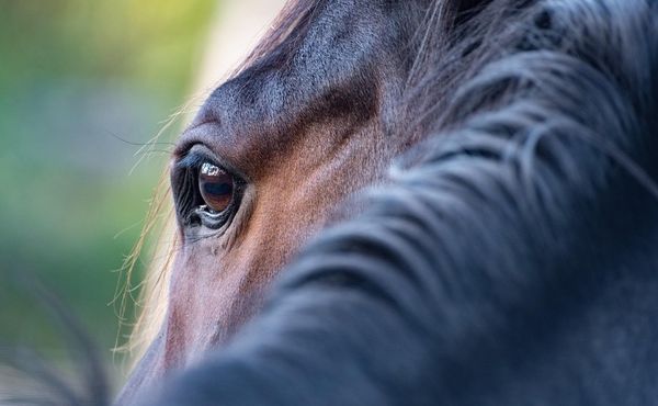 triste cavalo